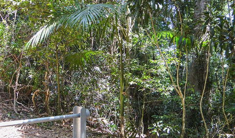 Goorgana Walking Track - Accommodation Mount Tamborine 0