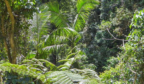 Goorgana Walking Track - Accommodation Mount Tamborine 1