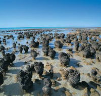 Hamelin Pool Stromatolites - Accommodation Mount Tamborine