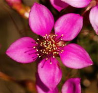 Flora - Accommodation Mount Tamborine