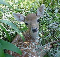 Mesopotamia Lodge Deer Park - Accommodation Mount Tamborine