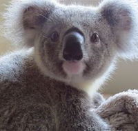 Koala Care Centre in Lismore - Accommodation Mount Tamborine