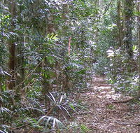Big Scrub loop walking track - Accommodation Mount Tamborine