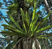 Whian Whian State Conservation Area - Accommodation Mount Tamborine