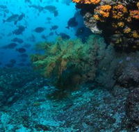 Henderson Rock Dive Site - Accommodation Mount Tamborine