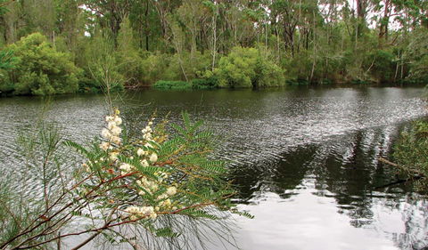 Wallingat National Park - Accommodation Mount Tamborine 0