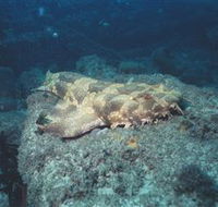 Scottish Prince Dive Site - Accommodation Mount Tamborine