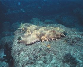 Scottish Prince Dive Site - Accommodation Mount Tamborine 0