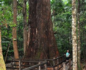 Bird Tree And Benaroon - Accommodation Mount Tamborine 0