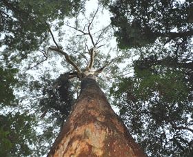 Bird Tree And Benaroon - Accommodation Mount Tamborine 1