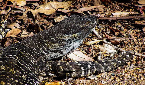 Saltwater National Park - Accommodation Mount Tamborine 2