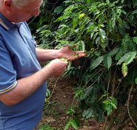 Wombah Coffee Plantation - Accommodation Mount Tamborine