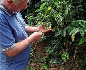 Wombah Coffee Plantation - Accommodation Mount Tamborine 0