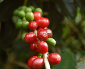 Wombah Coffee Plantation - Accommodation Mount Tamborine 2