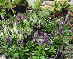 Abundance Lifestyle And Garden - Accommodation Mount Tamborine 7