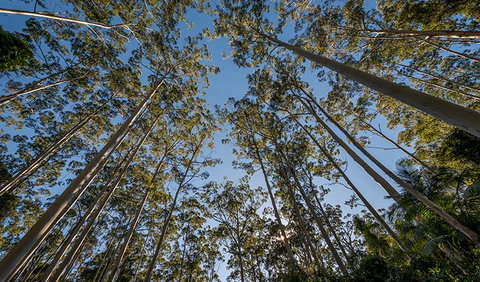 Queens Lake Nature Reserve - Accommodation Mount Tamborine 2