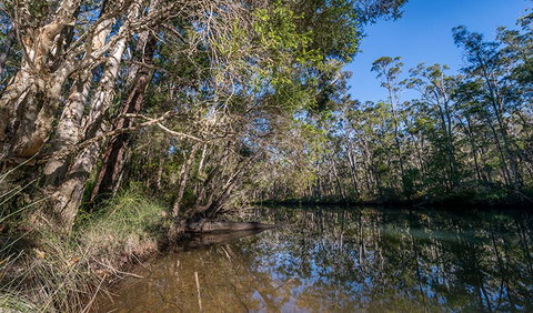 Queens Lake Nature Reserve - Accommodation Mount Tamborine 3
