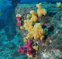 Shag Rock Dive Site - Accommodation Mount Tamborine