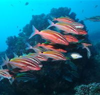 Flat Rock Dive Site - Accommodation Mount Tamborine