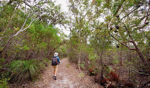 Angophora Grove Walking Track - Accommodation Mount Tamborine 1