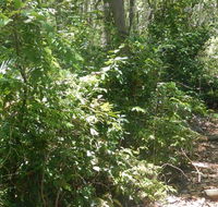 Bridle trail - Accommodation Mount Tamborine