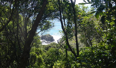 Rainforest Walking Track - Accommodation Mount Tamborine 0