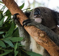 Macquarie Nature Reserve - Accommodation Mount Tamborine