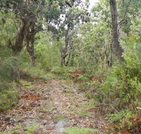 Kinchela Trig Lookout walk - Accommodation Mount Tamborine