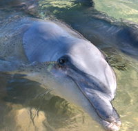 Dolphins of Monkey Mia - Accommodation Mount Tamborine