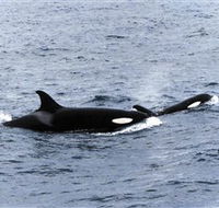 Killer Whale Trail - Accommodation Mount Tamborine