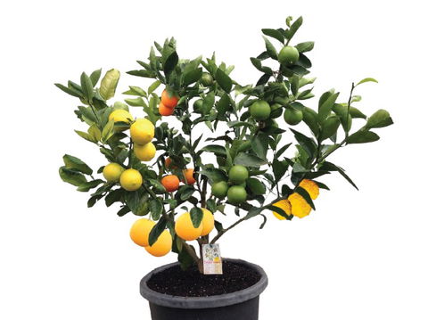 Fruit Salad Tree Company - Accommodation Mount Tamborine 3