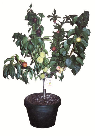 Fruit Salad Tree Company - Accommodation Mount Tamborine 5