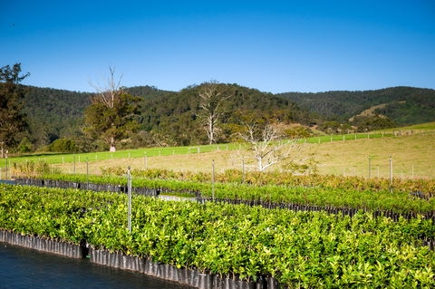 Fruit Salad Tree Company - Accommodation Mount Tamborine 6