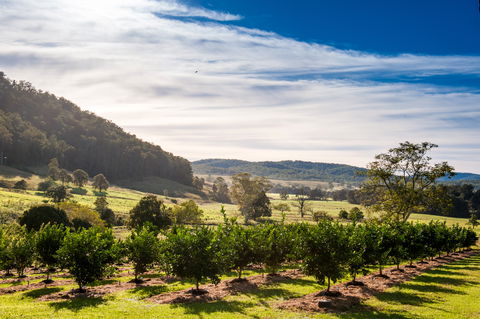 Fruit Salad Tree Company - Accommodation Mount Tamborine 7