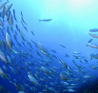 Cape Byron Marine Park - Accommodation Mount Tamborine