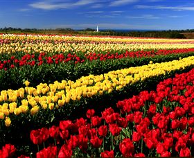 Table Cape - Accommodation Mount Tamborine 2