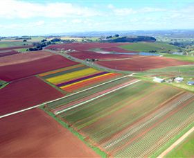 Table Cape - Accommodation Mount Tamborine 4