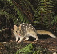 Tarkine Forest Reserve - Accommodation Mount Tamborine