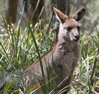 Blue Mountains Guides - Accommodation Mount Tamborine