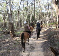 Silver Brumby Trails - Accommodation Mount Tamborine