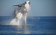 Absolute Ocean Charters - thumb 10