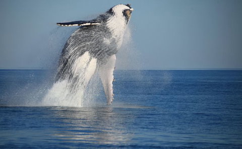 Absolute Ocean Charters - Accommodation Mount Tamborine 11
