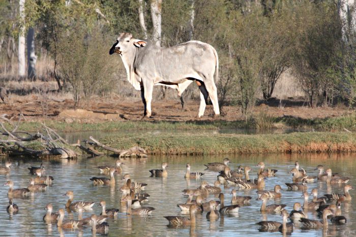 Sturt QLD Accommodation Mount Tamborine