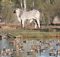Natural Encounters Trail - Accommodation Mount Tamborine