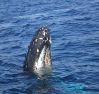 Jervis Bay Whales - Accommodation Mount Tamborine