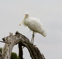 Melbourne Birding Tours - Accommodation Mount Tamborine