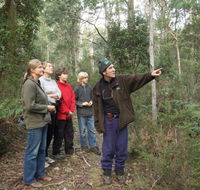 Great Western Tiers Forest Walks Tasmania - Accommodation Mount Tamborine