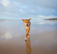 Fraser Island Adventure Tours - Accommodation Mount Tamborine