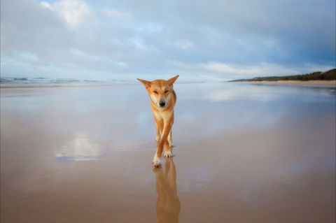 Fraser Island Adventure Tours - Accommodation Mount Tamborine 0