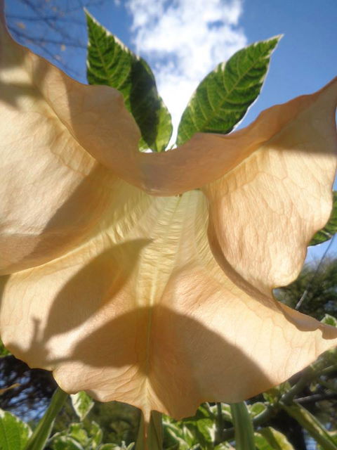 Marysworldart Bali Imports - Accommodation Mount Tamborine 1